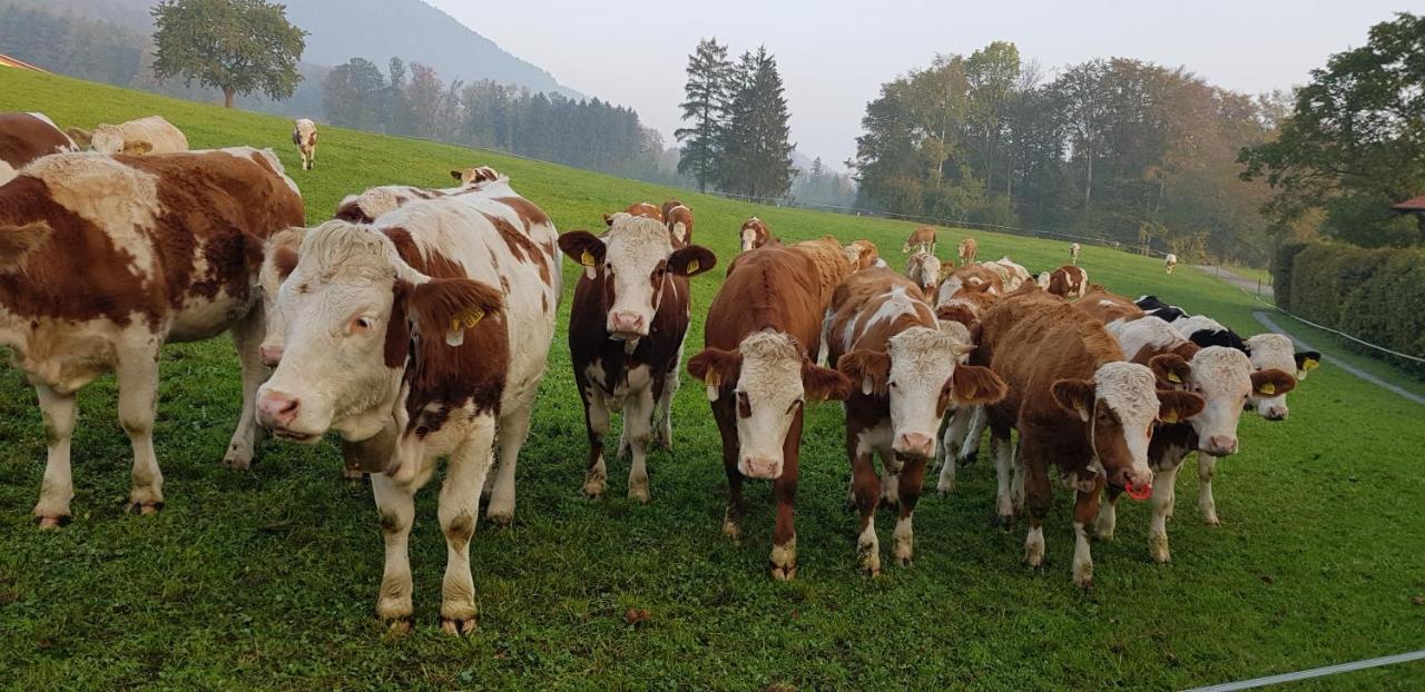 Ferienwohnung Im Gartenparadies Eurasburg 外观 照片
